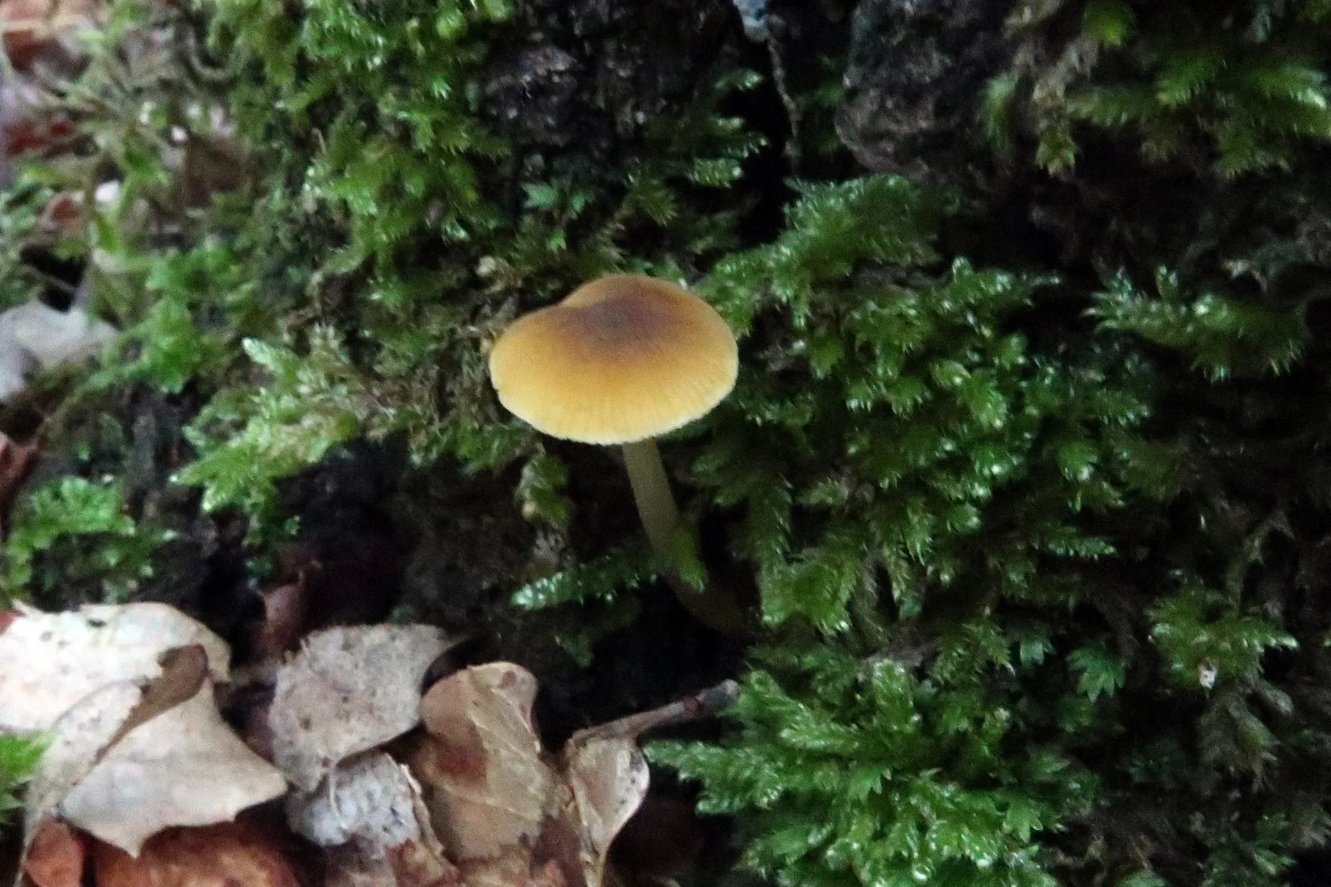 Pluteus chrysophaeus - 1 - IMG_1661
